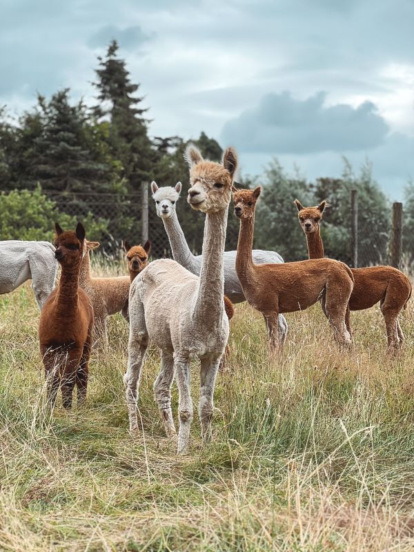 alpacas zorgboerderij